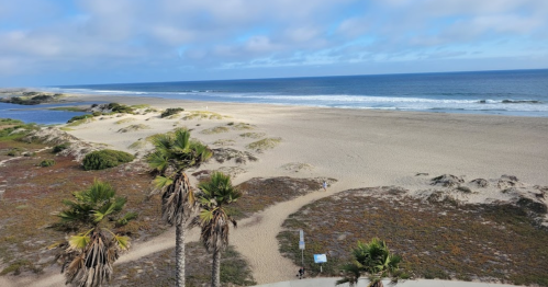 A serene beach scene with palm trees, sandy shore, and gentle waves under a partly cloudy sky.