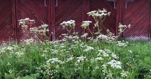 A field of white flowers and green grass in front of a red wooden wall.