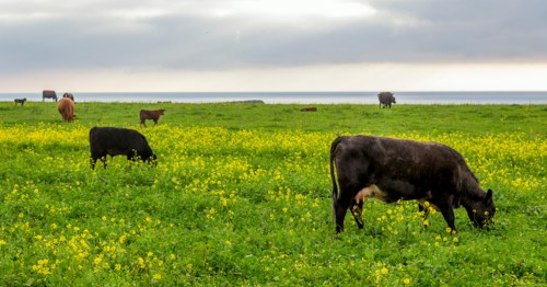 Cows grazing in a lush green field filled with yellow flowers, with a calm ocean in the background under a cloudy sky.