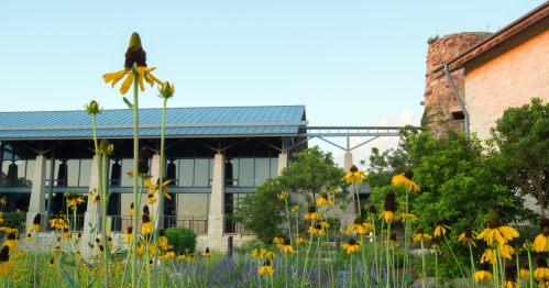 A building with large windows surrounded by vibrant yellow flowers and greenery under a clear sky.