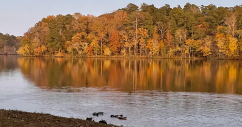 A serene lake reflects colorful autumn trees, with ducks swimming in the foreground.