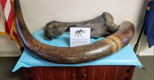 A large mammoth tusk and a fossilized bone displayed on a table with an informational sign about mammoths.
