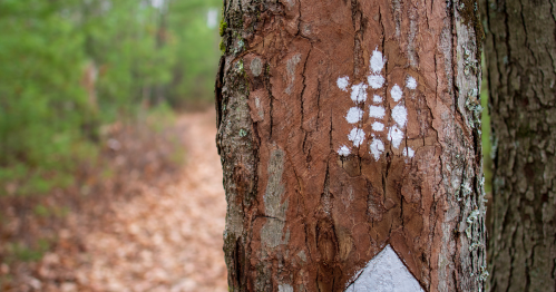 A close-up of a tree trunk with white markings, set against a blurred forest path in the background.