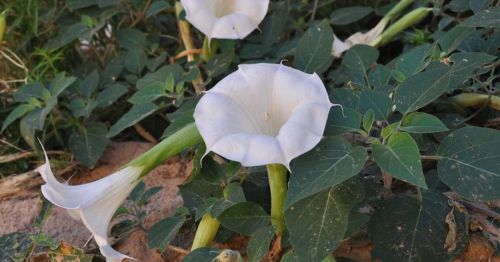 White trumpet-shaped flowers bloom among green leaves on a sandy ground.