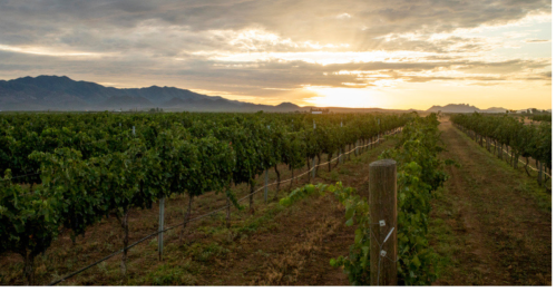 A scenic vineyard at sunset, with rows of grapevines and mountains in the background under a cloudy sky.