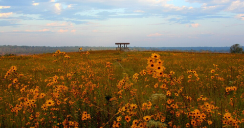 A field of vibrant yellow flowers under a blue sky, with a wooden observation platform in the distance.