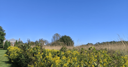 A clear blue sky above a field of tall grass and yellow wildflowers, with a house visible in the background.