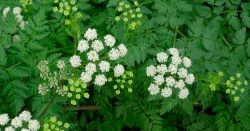 Clusters of small white flowers surrounded by green, feathery leaves in a natural setting.