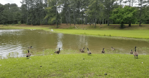 A serene pond surrounded by green grass, with several geese gathered near the water's edge.