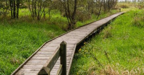 A winding wooden boardwalk through lush green grass and trees in a natural setting.