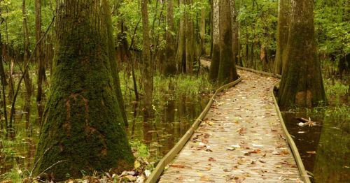 A wooden boardwalk winding through a lush, green swamp with tall, moss-covered trees and still water.