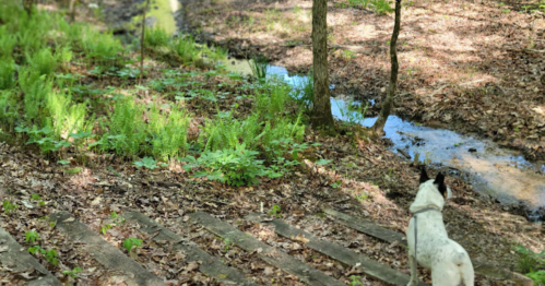 A dog stands on a wooded path, looking towards a small stream surrounded by greenery and fallen leaves.