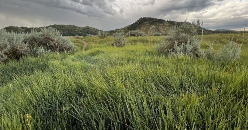 Lush green grass and shrubs in a field, with rolling hills and a cloudy sky in the background.