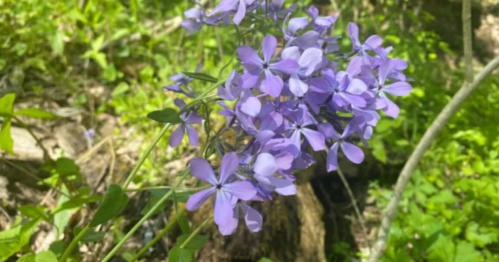 A cluster of vibrant purple flowers blooming amidst green foliage in a natural setting.