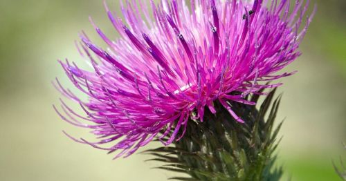 Close-up of a vibrant purple thistle flower with spiky petals and green foliage in the background.