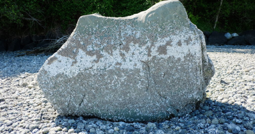 A large, textured rock covered in barnacles, surrounded by smaller stones on a beach. Green foliage in the background.