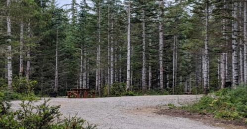 A gravel path leads into a dense forest of tall trees, with a picnic table visible in the background.