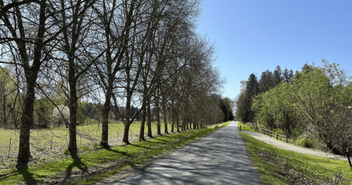 A peaceful pathway lined with trees, leading through a green landscape under a clear blue sky.