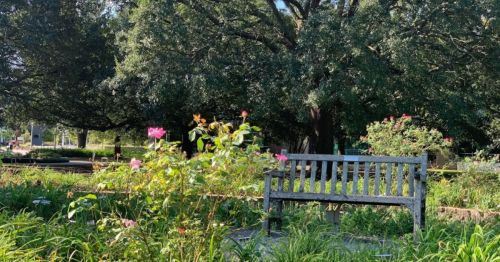 A wooden bench surrounded by blooming flowers and lush greenery under a large tree in a peaceful garden setting.