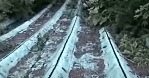 Overgrown metal roof with patches of rust and vegetation, surrounded by greenery.