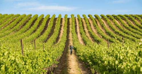A person walks through a lush vineyard with neatly arranged rows of grapevines under a clear blue sky.