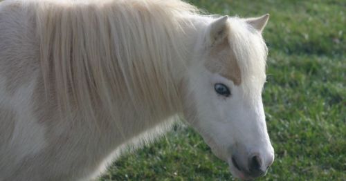 A close-up of a white pony with a light mane and one blue eye, set against a green grassy background.