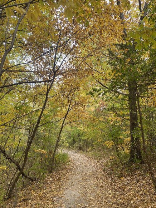 A winding path through a forest with trees displaying vibrant autumn leaves in shades of yellow and green.