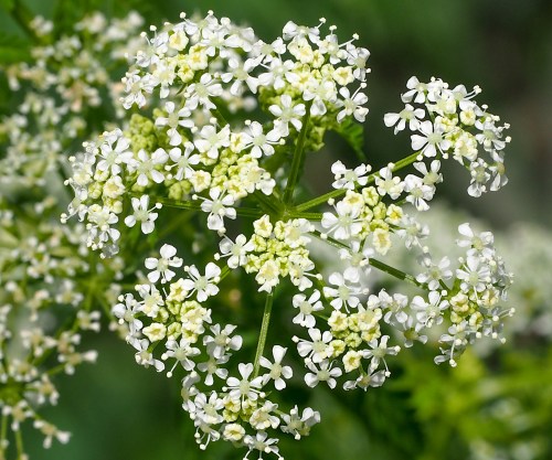 A cluster of small white flowers with delicate petals, surrounded by green foliage.