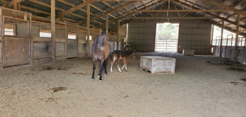 A horse and a foal stand in a spacious barn with wooden stalls and a dirt floor. Sunlight streams in through the entrance.