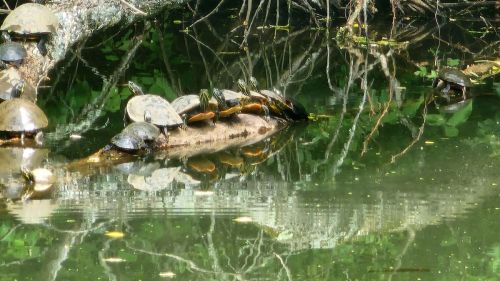 A group of turtles basking on a log in a serene pond, surrounded by greenery and reflections in the water.