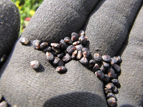 Close-up of a hand wearing a black glove, holding small, dark seeds scattered across the glove's surface.