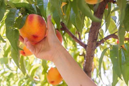 A hand reaching for a ripe peach on a tree, surrounded by green leaves and other peaches.