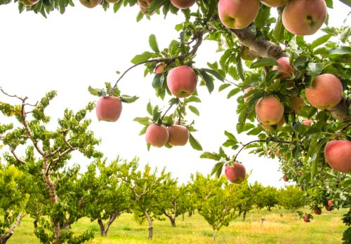 A close-up of apple branches with ripe apples, set against a backdrop of an orchard with green trees.