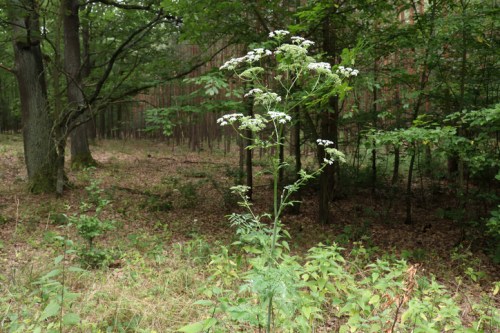 A tall plant with white flowers stands in a forest clearing surrounded by trees and underbrush.