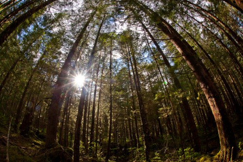Sunlight filters through tall trees in a lush forest, creating a serene and vibrant atmosphere.
