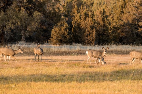 A group of deer grazing in a grassy field with trees in the background during golden hour.