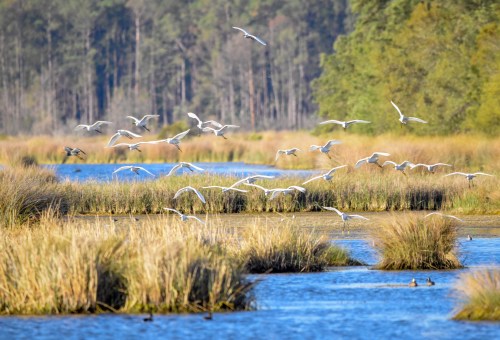 A flock of white birds flying over a serene wetland with tall grasses and trees in the background.