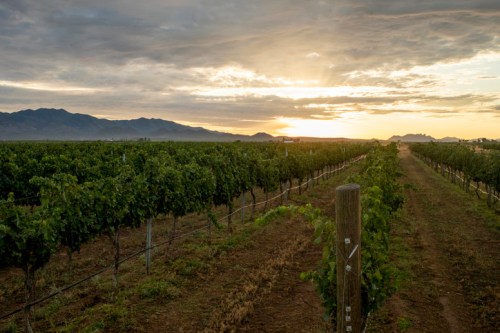 A vineyard stretches under a cloudy sky at sunset, with mountains in the background and rows of grapevines.