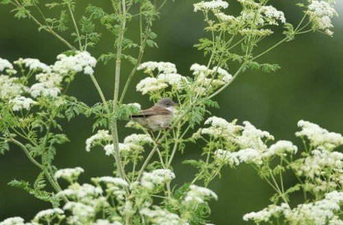 A small bird perched among white flowering plants, surrounded by lush green foliage.