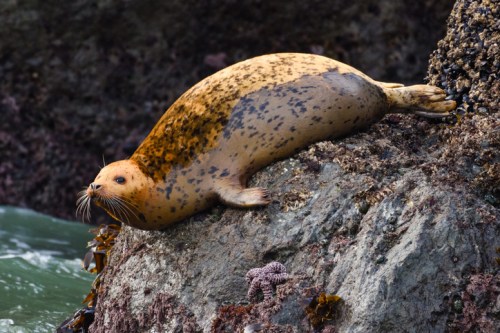 A seal resting on a rocky shore, partially submerged in water, with a textured, spotted coat.