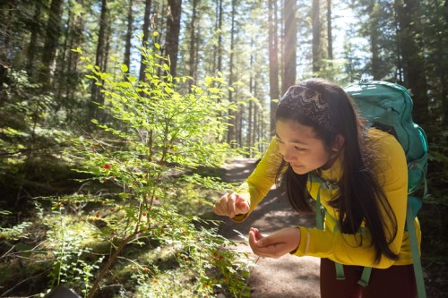 A young woman in a yellow jacket examines a plant while hiking on a sunlit forest trail.