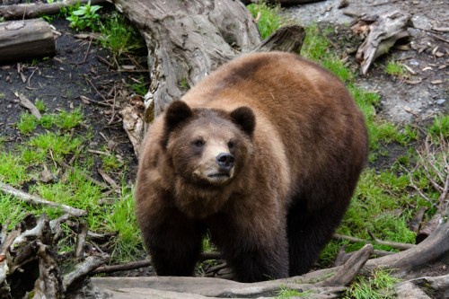 A brown bear stands among fallen logs and green grass, looking curiously at its surroundings.