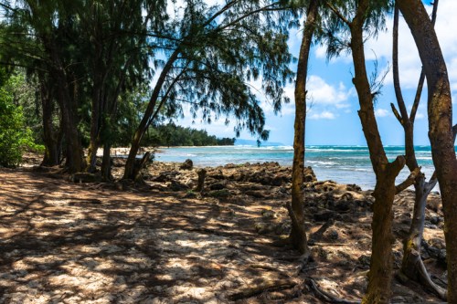 A serene coastal scene with trees, rocky shore, and calm blue waters under a bright sky.