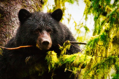 A black bear resting on a tree branch, surrounded by lush green moss and foliage.