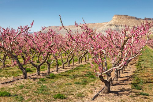 Blossoming peach trees in a vibrant orchard with pink flowers, set against a rocky hillside under a clear blue sky.