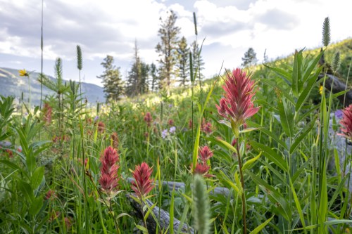A vibrant field of pink and green wildflowers under a cloudy sky, surrounded by trees and mountains in the background.