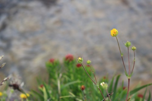 A close-up of yellow and red wildflowers against a blurred natural background.