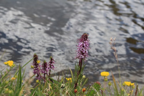 Purple flowers grow near a shimmering body of water, surrounded by yellow wildflowers and green grass.