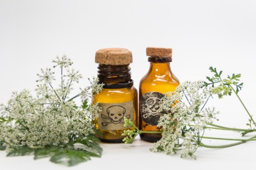 Two amber glass bottles with cork stoppers, labeled with skull and octopus symbols, surrounded by white flowers.