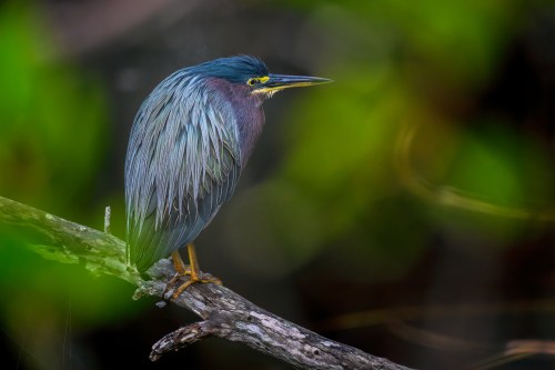 A green heron perched on a branch, surrounded by blurred green foliage.